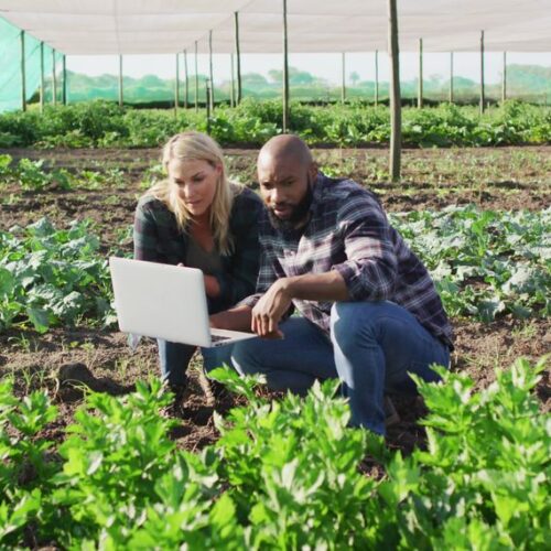 Agricultor utilizando Tecnologías en el campo en el campo para mejorar la producción y sostenibilidad. Foto: PikWizard
