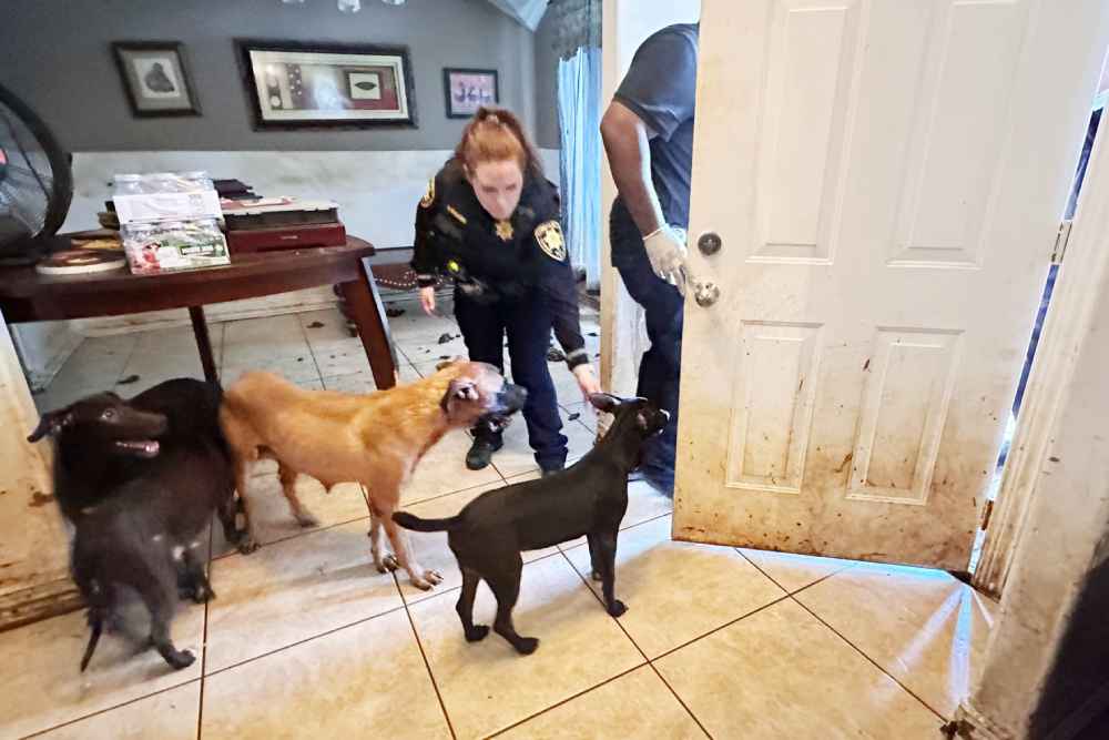 Perros rescatados en Houston, reflejo de las condiciones extremas de maltrato antes de ser salvados por la Houston SPCA. Foto: Precinto 1 de la Oficina del Alguacil del Condado Harris