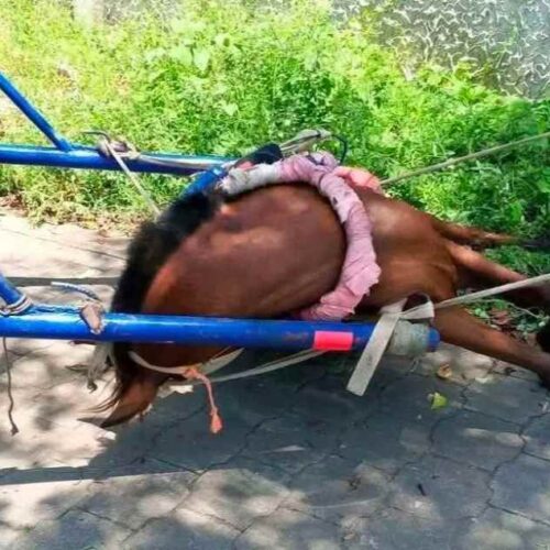 Caballo tendido en la calle tras colapso repentino en Camilo Ortega, Corinto. Foto: Cortesía.