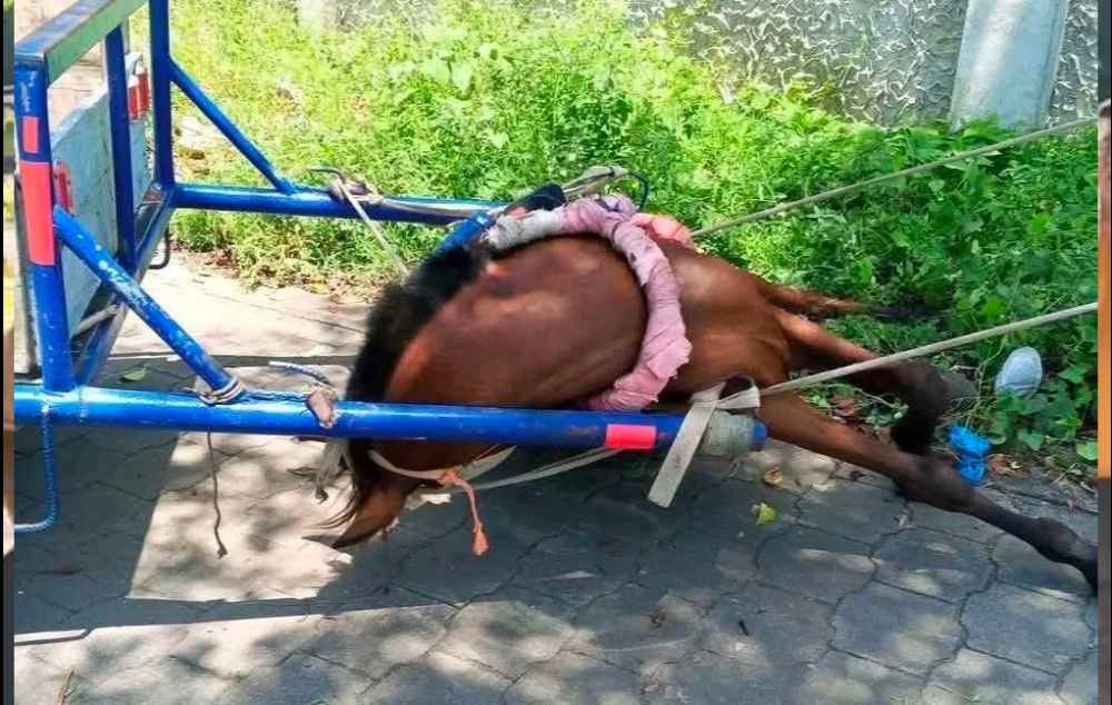 Caballo tendido en la calle tras colapso repentino en Camilo Ortega, Corinto. Foto: Cortesía.