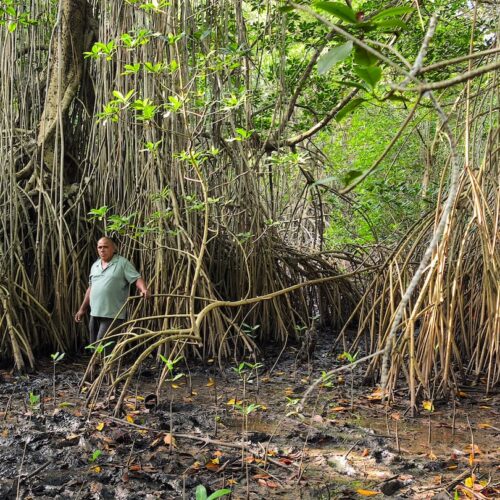 Bosque. Julio Gómez ayuda en la reforestación del mangle en el canal de Chiquimulilla, en Iztapa, Escuintla. Foto: Kenneth Monzón