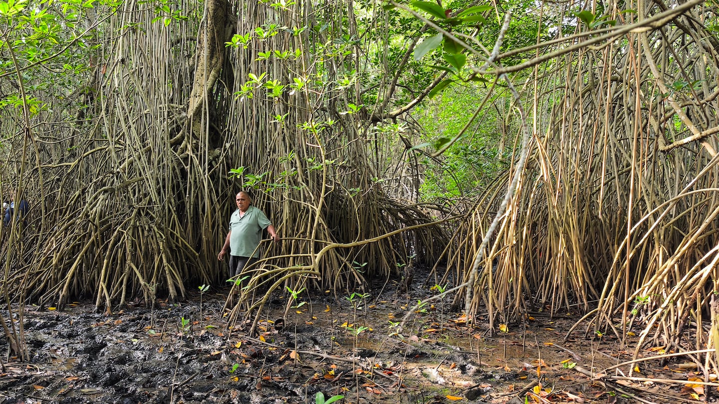 Bosque. Julio Gómez ayuda en la reforestación del mangle en el canal de Chiquimulilla, en Iztapa, Escuintla. Foto: Kenneth Monzón