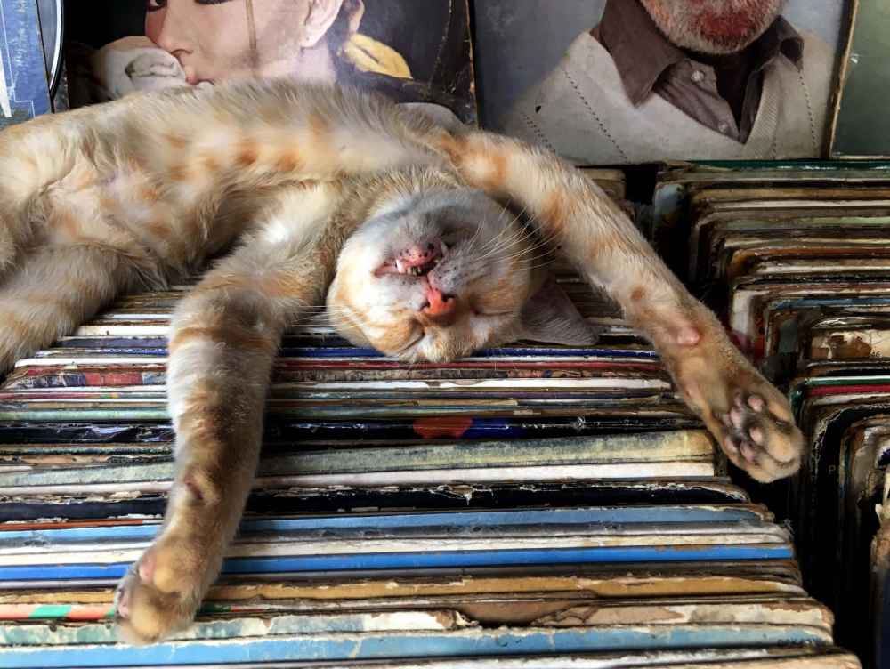 Durante siglos antes de la era cristiana, los gatos fueron adorados como dioses en el antiguo Egipto. Foto: Francisco Campos.