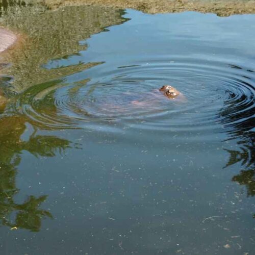 El influencer conocido como Picinga envió un mensaje directo al Presidente Bukele a través de redes sociales. Foto: @jjlopezt