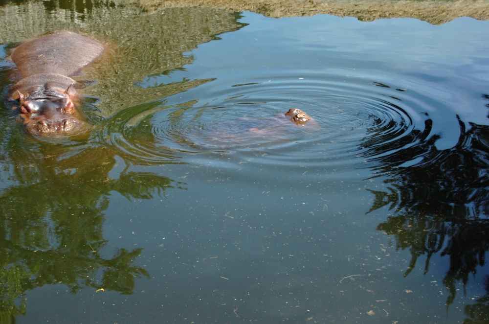 El influencer conocido como Picinga envió un mensaje directo al Presidente Bukele a través de redes sociales. Foto: @jjlopezt