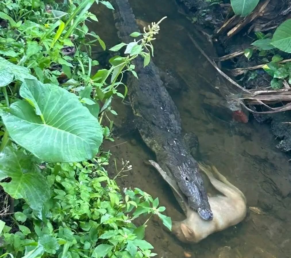 Imagen ilustrativa de un cocodrilo en manglares de Ahuachapán. El reptil acecha en canales de Garita Palmera, donde atacó a un perro. Residentes piden acciones urgentes.