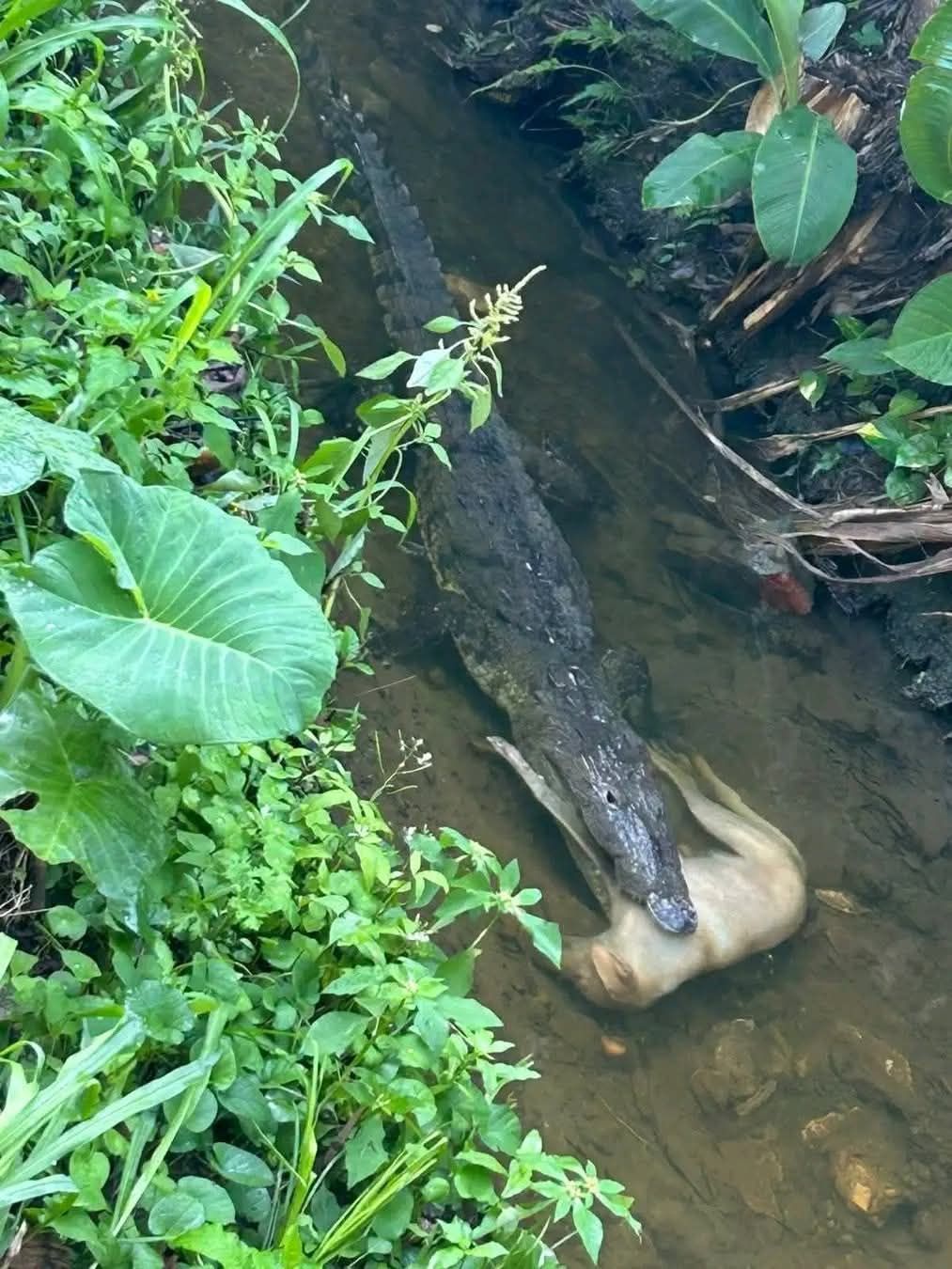 Imagen ilustrativa de un cocodrilo en manglares de Ahuachapán. El reptil acecha en canales de Garita Palmera, donde atacó a un perro. Residentes piden acciones urgentes.