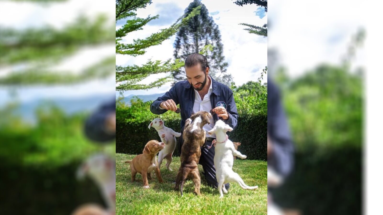 Nayib Bukele lanza campaña para proteger a peluditos y michis en El Salvador. Archivo.