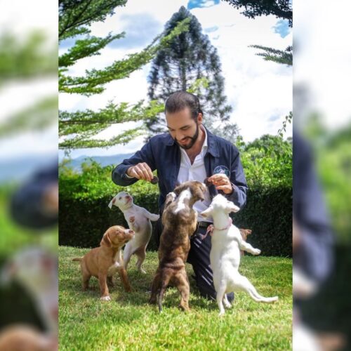 Nayib Bukele lanza campaña para proteger a peluditos y michis en El Salvador. Archivo.