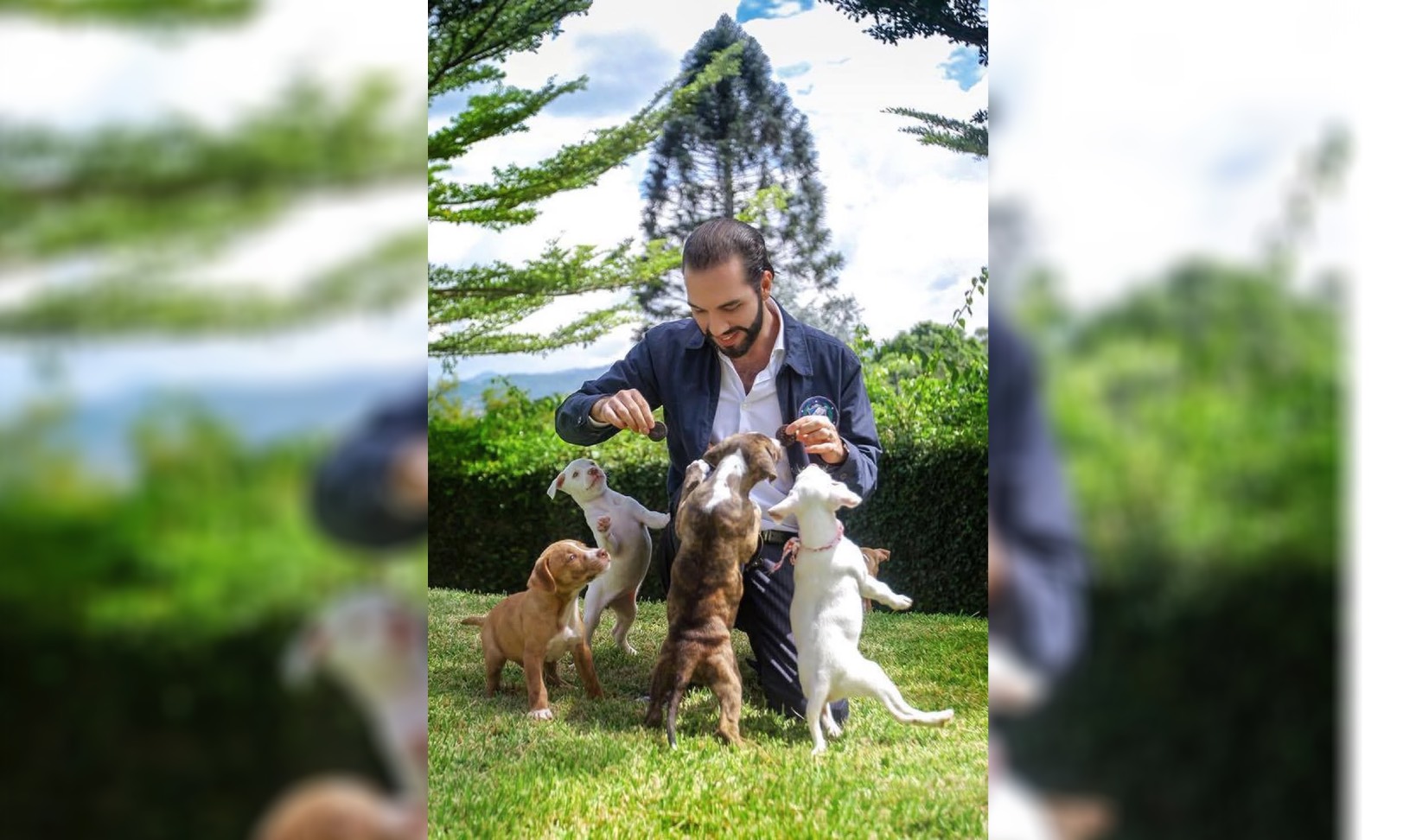 Nayib Bukele lanza campaña para proteger a peluditos y michis en El Salvador. Archivo.