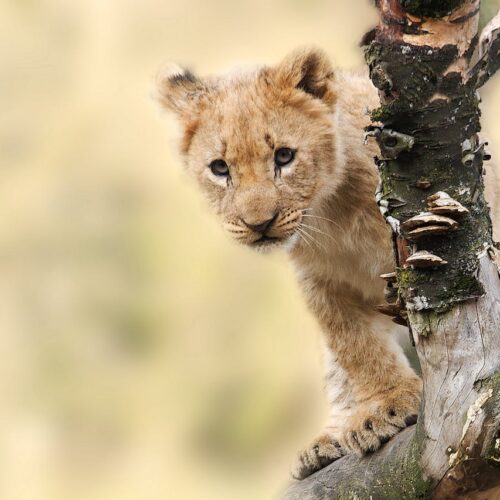 CACHORRO EN POLÉMICA. Invitados a la fiesta de Polanco aparecen cargando y jugando con el cachorro de león, desatando la indignación. Foto: Pixabay