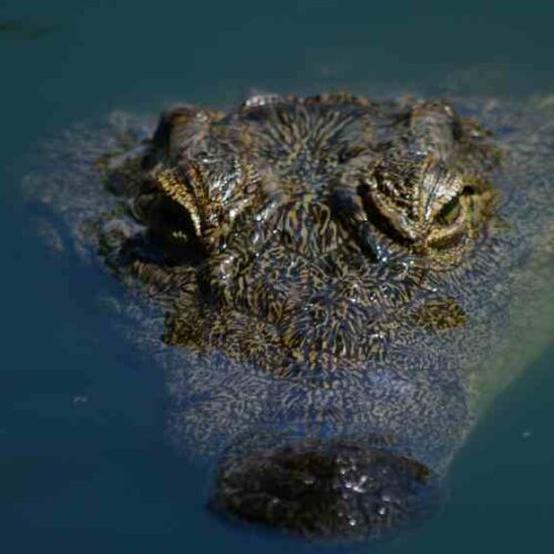 Un cocodrilo nadó frente a la playa El Zont y fue captado por turistas en un video que circula en redes sociales. (Foto: Pexels / Anouschka Cumberlege)