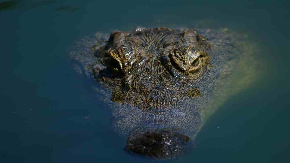 Un cocodrilo nadó frente a la playa El Zont y fue captado por turistas en un video que circula en redes sociales. (Foto: Pexels / Anouschka Cumberlege)